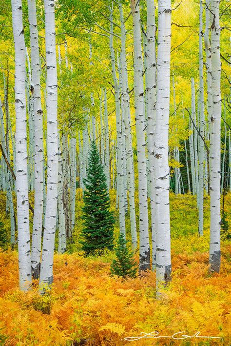 Aspen Dreams | Colorful Aspen Trees | Gintchin Fine Art