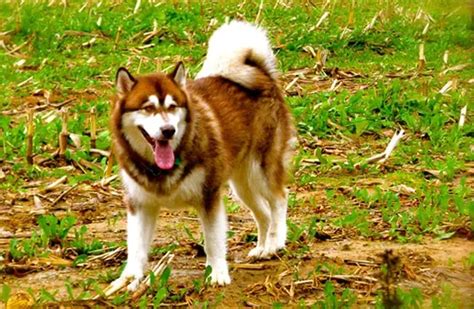 Alaskan Malamute - Description, Energy Level, Health, Image, and ...