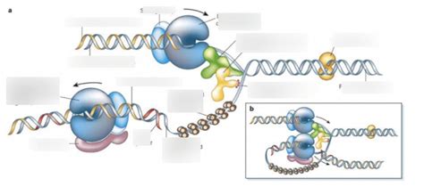 Dna Replication Diagram Diagram Quizlet