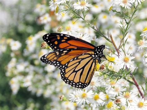 Lago Toronto La Mariposa De Monarca En Las Flores Blancas 2017 Foto De