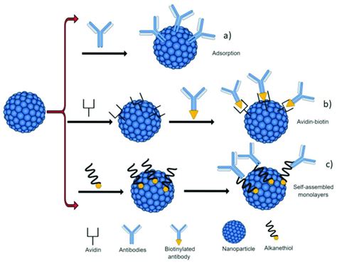 Schematic Representation Of The Antibody Immobilization Strategies A