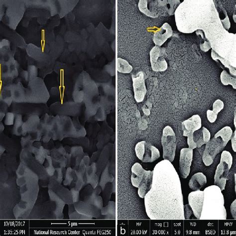 Scanning Electron Microscope Photograph Of The Irradiated Cells A And