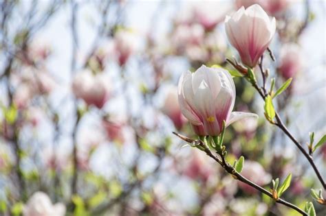 Nawożenie magnolii kiedy czym czego nie lubi jesienią wiosną