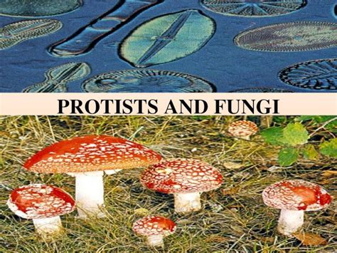 Ppt Protist And Fungi Dokumentips