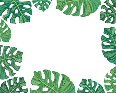 Tropical Leaves Border Vector Art, Icons, and Graphics for Free Download