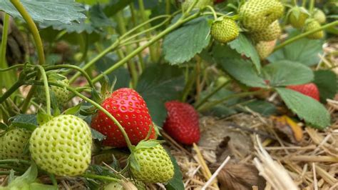 Erdbeeren frisch vom Feld Calden eröffnet als erster Standort im Kreis