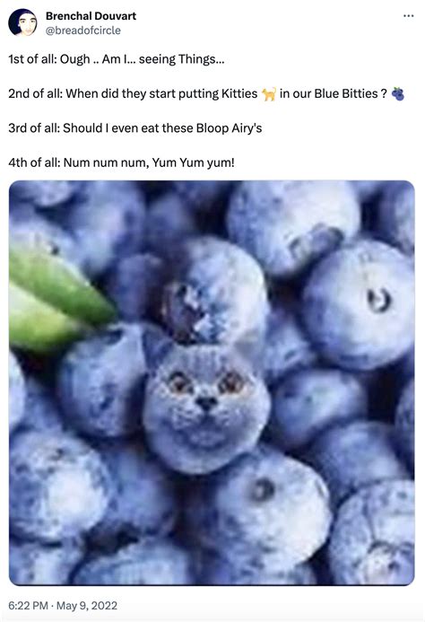 cats if they were a blueberry meme | Blueberry Cat | Know Your Meme