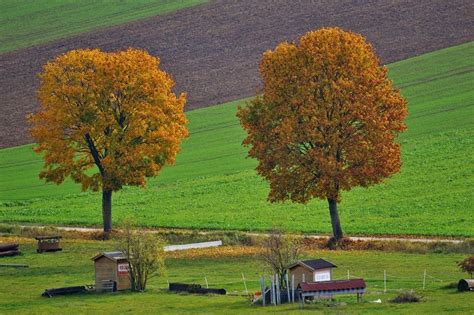 autumn landscape   trees   row  image