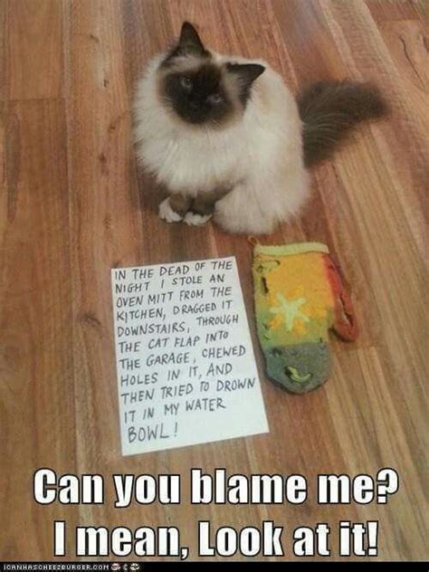 Pin By Teresa Brumbelow On Cat Scratch Fever Cat Shaming Funny Cats