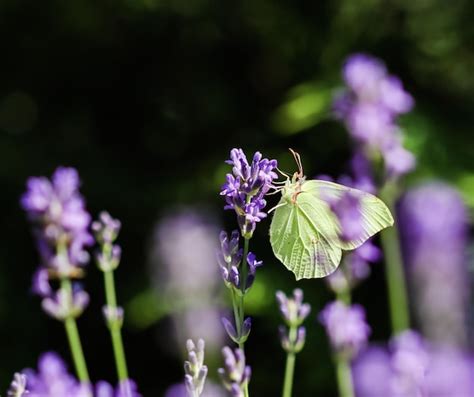 Premium Photo Beautiful Yellow Gonepteryx Rhamni Or Common Brimstone