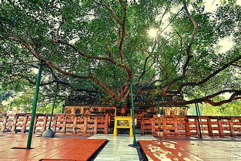 Why Does Bodh Gaya Celebrate Bodh Mahotsav Recall The History Of The Enlightenment Nativeplanet