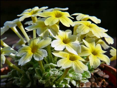 Dionysia | Garden, Plants