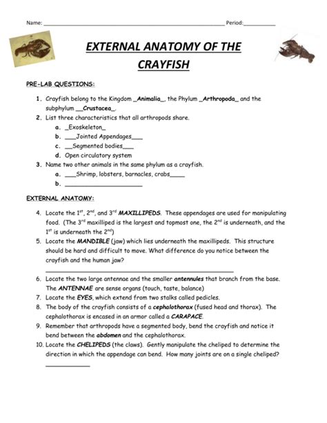 Crayfish Dissection Worksheet — db-excel.com