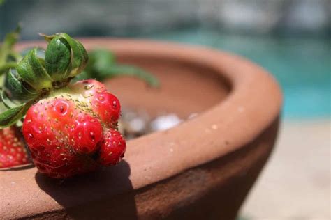 Top Fruits To Grow In Pots