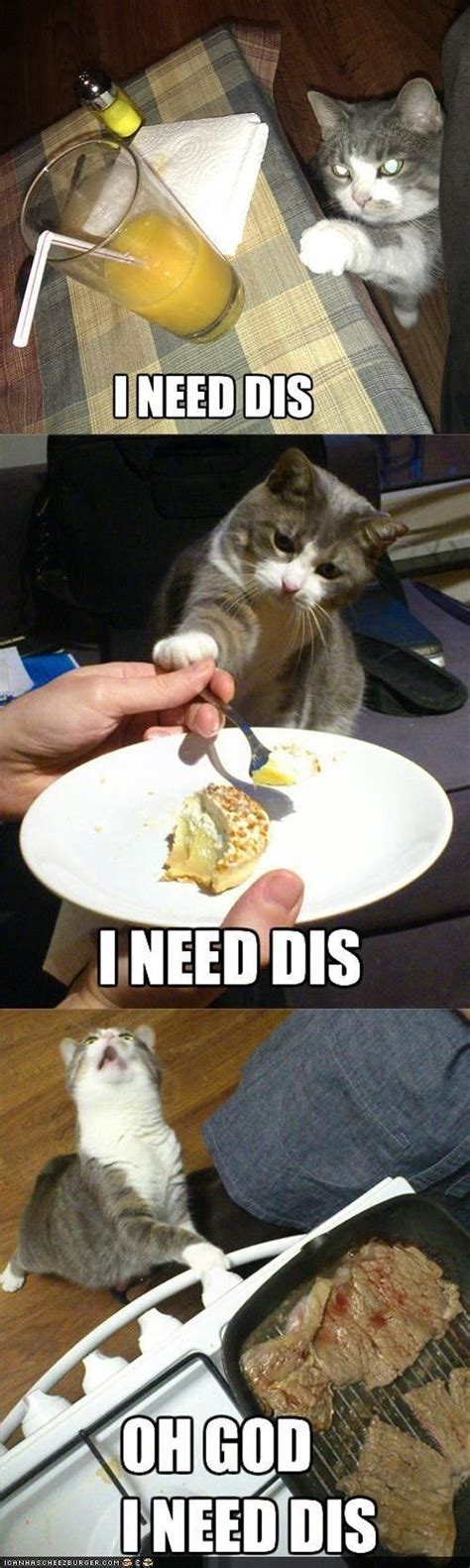 33 Funny Cat Memes That Never Fail to Make Us LOL | Funny animal quotes ...