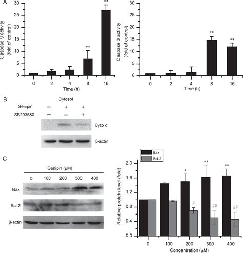 Figure 3 From P38 MAP Kinase Mediates Apoptosis After Genipin Treatment