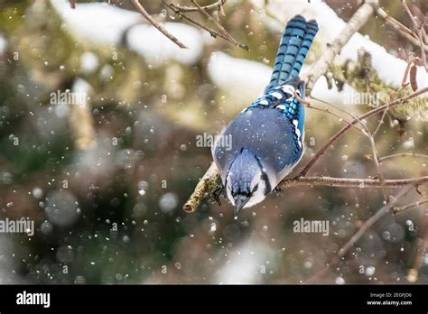 Blue jay in winter habitat Stock Photo - Alamy