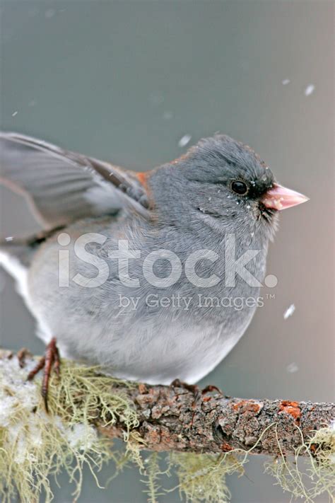 Dark-Eyed Junco (Junco Hyemalis) Stock Photo | Royalty-Free | FreeImages