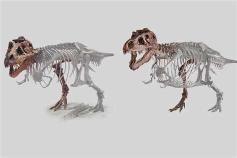 Which Dinosaur Bones Are “Real”? - Field Museum