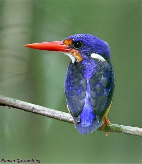 Dimorphic Dwarf Kingfisher Ceyx Margarethae Pet Birds Kingfisher