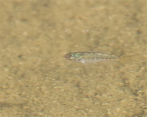 Desert pupfish - Facts, Diet, Habitat & Pictures on Animalia.bio