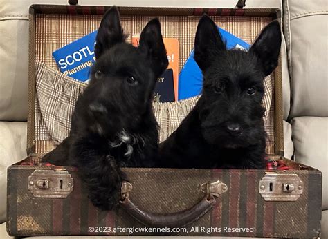 Scottish Terrier (Scottie) Puppies For Sale