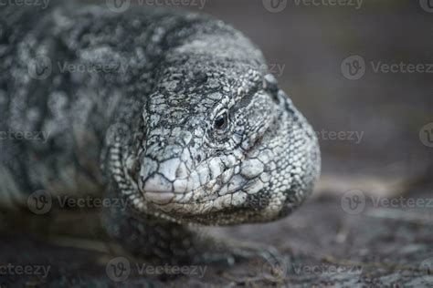 Argentine Black And White Tegu Lizard Pantanal Brazil 26214649 Stock