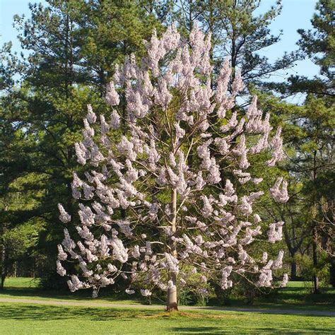 Royal Empress Tree for Sale – Fast Growing Tree - PlantingTree