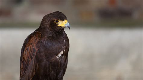 Harris Hawk Bird Of Prey Free Photo On Pixabay