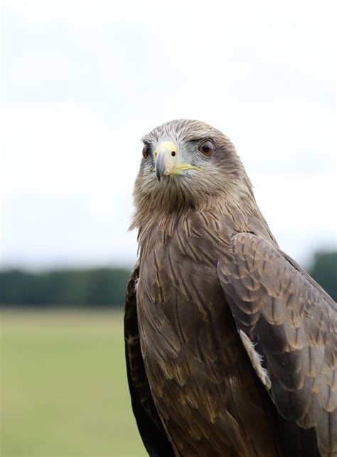 Yellow Billed Kite Bird Of Prey - Free photo on Pixabay - Pixabay