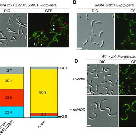 Cell Cycle Regulation In Caulobacter Crescentus By The CckA CtrA