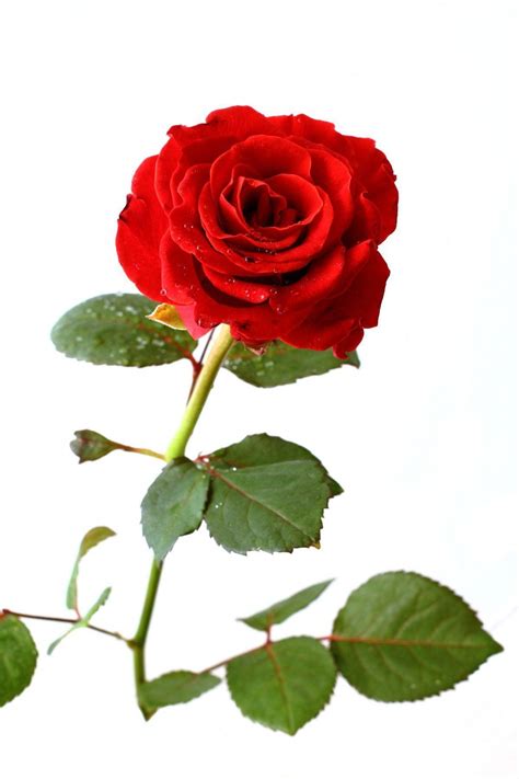 Rose White Backgrounds - Wallpaper Cave