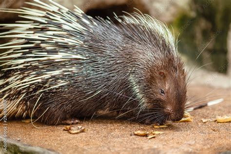 Foto De Portrait Of Cute Porcupine The Malayan Porcupine Or Himalayan