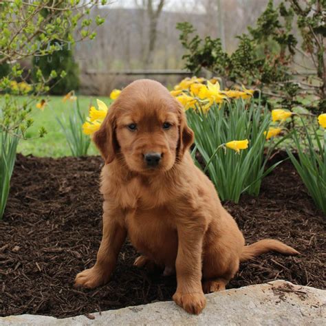 Irish Setter Puppies For Sale • Adopt Your Puppy Today • Infinity Pups