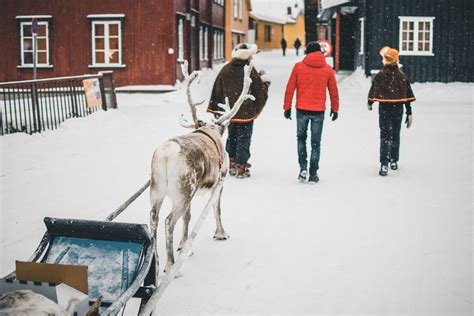 Renifery W Norwegii Gdzie Je Spotka Kierunek Norwegia