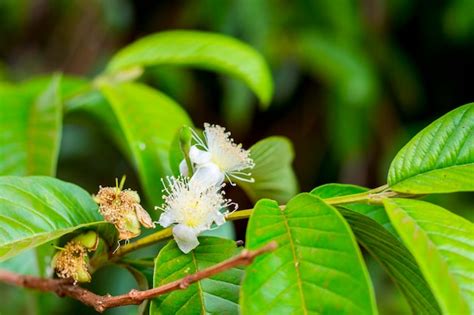 Premium Photo | Green guava bud and flower