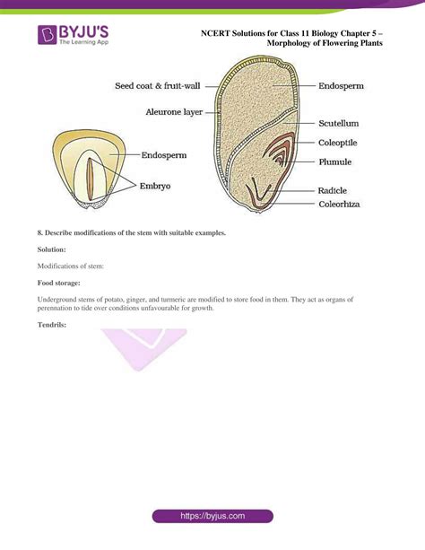 Ncert Solutions Class 11 Chapter 5 Morphology Of Flowering Plants