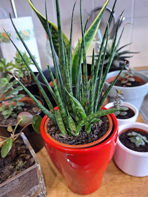 9 Plants that Look Like Snake Plant