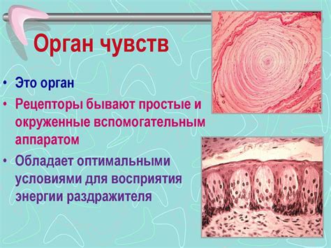 Органы чувств - презентация онлайн