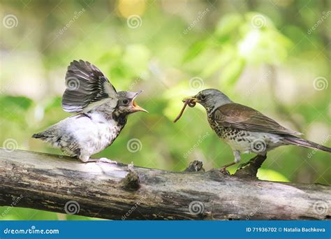 Blackbird Brought His Chick To Eat A Worm Stock Photo Image Of Song