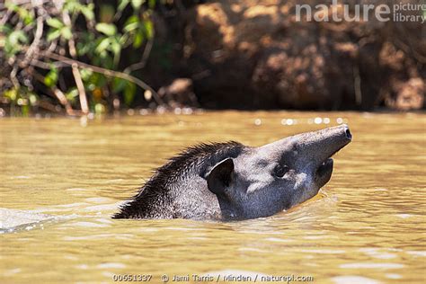 Stock Photo Of Brazilian Tapir Tapirus Terrestris Swimming Pantanal