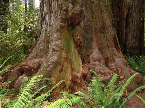 Gran Tronco De Arbol Blog De Jardinería