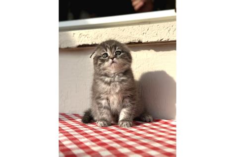 Safkan Scottish Fold Ev Kedileri Sahibim Net