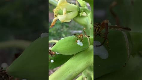 C Mo Prevenir Y Controlar La Plaga De La Mosca De La Papaya Trucos Y