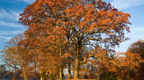 21 Oak Tree Varieties for Your Landscape