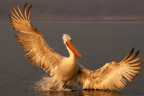 Dalmatian Pelican Artur Rydzewski Nature Photography