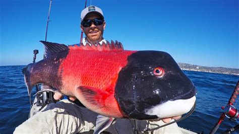 Pacific Sheepshead Fish