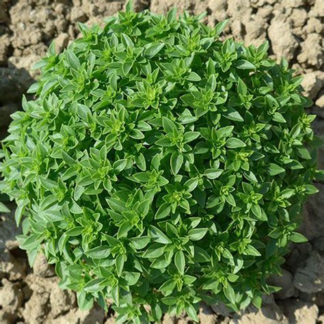 Basilico Greco A Palla Bio Gr Arcoiris Santaplanta Grow Shop