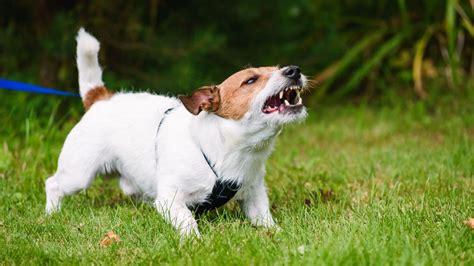 Dog Aggression: What is it and how do you stop it? - My Pup Training