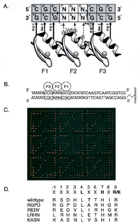 Figure From Exploring The Dna Binding Specificities Of Zinc Fingers